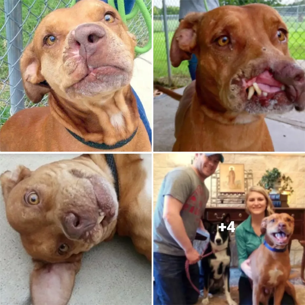 “From Abandoned to Lucky: The Inspiring Story of a Dog’s Second Chance at Life After Overcoming Facial Injury”