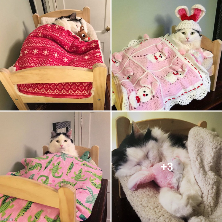“A Feline’s Tale of Rescue and Relaxation: Finding Safety and Comfort in a Cozy Bedtime Routine”