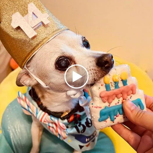 “Celebrating the 14th Birthday of Dexter’s Adored Blind Pet with Heartfelt Wishes”