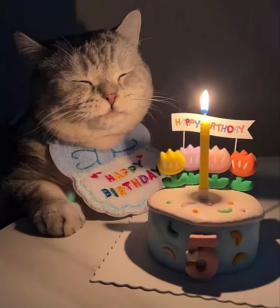 “Purrfectly Celebrating the Birthday of Our Adorable Feline Star!”