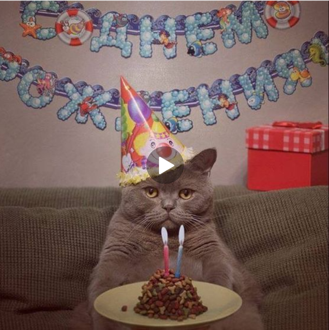 “Purr-fectly Celebrating the Feline Life: A Joyous Birthday Tribute to Our Furry Friends”