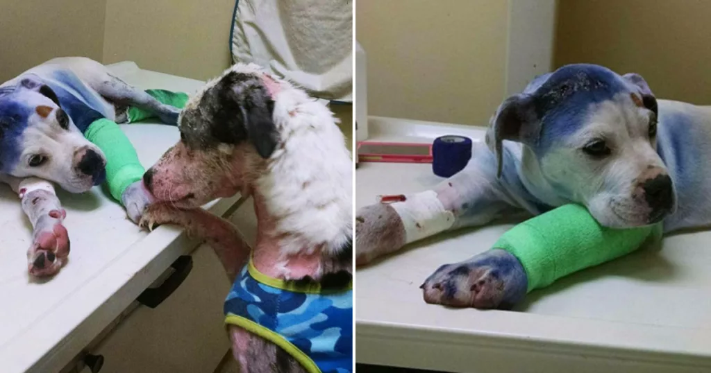 Rescue Dog Comforts His Injured Friend , Who Has Endured Similar Suffering